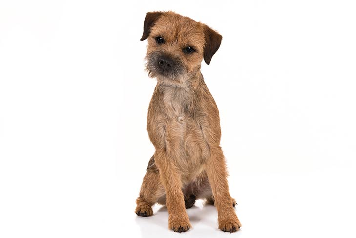 Image of a Border Terrier Dog