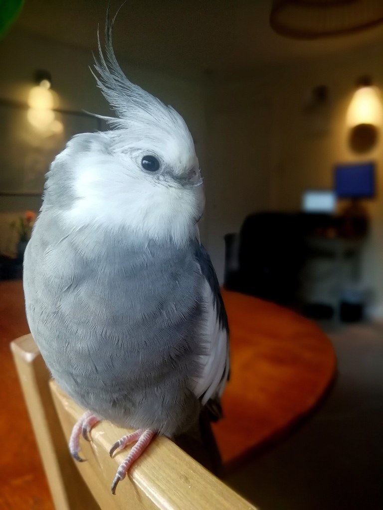 Smudge, the SIAA's real life cockatiel sitting on a wooden chair with her head cocked to one side.